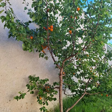 Maison Calme Et Spacieuse 8 Personnes Les Mimosas * Bormes-les-Mimosas